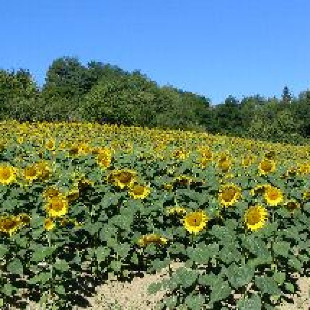 girasoli